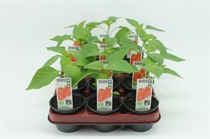 Bild von Paprika. Snackpaprika Oranje